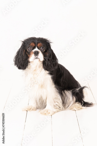 The beautiful black and white King Charles Cavalier