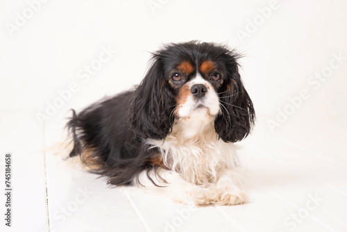 The beautiful black and white King Charles Cavalier