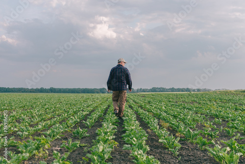 A farmer in a field of sugar beets checks the crop and the presence of weeds. Agricultural concept at sunset and clouds.