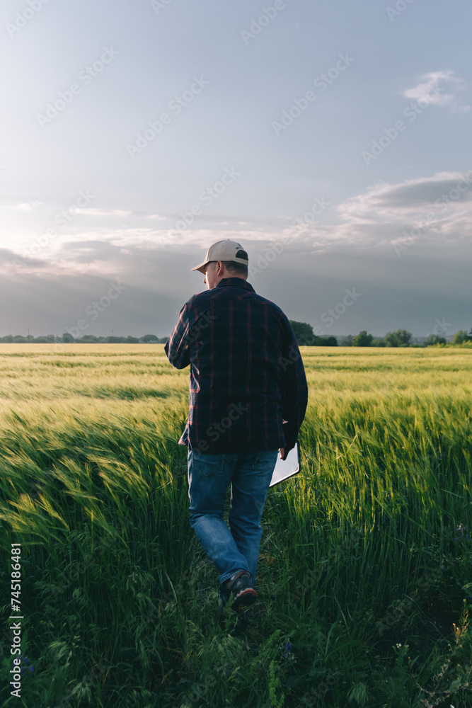 Checking the yield of grain crops at sunset. Man conducts experiments in field conditions. Checking the yield of grain crops at sunset. Man conducts experiments in field conditions.