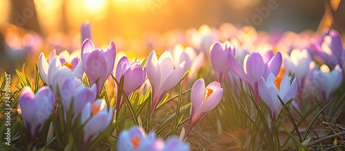 A field filled with blooming purple and white spring crocus flowers. The vibrant colors of the flowers paint a beautiful picture of natures wonders.