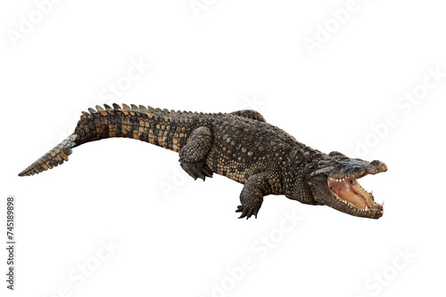 crocodile actor lies with his mouth open on white background with clipping path.