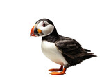 Puffin on transparent background