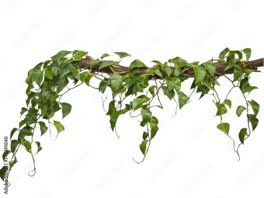 Climbing plants creepers isolated on white background. Climbing plants creepers isolated on white background.
