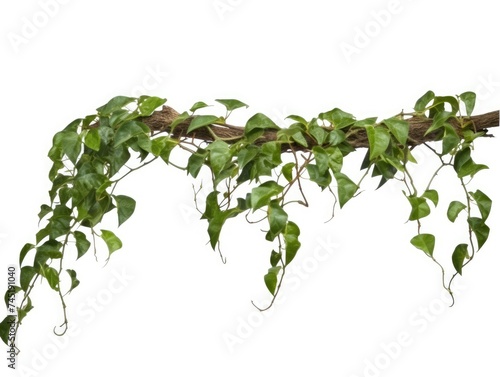 Climbing plants creepers isolated on white background.