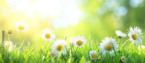 A cluster of daisies  including wild varieties  grows abundantly in a vast field of vibrant green grass. The bright white petals of the daisies contrast beautifully with the lush greenery of the