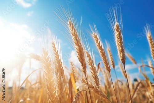 Wallpaper Mural Sun shining on a beautiful wheat field. Perfect for agricultural concepts Torontodigital.ca