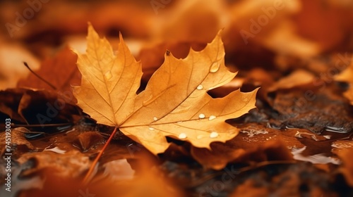 A detailed view of a leaf on the ground. Suitable for nature and environmental themes