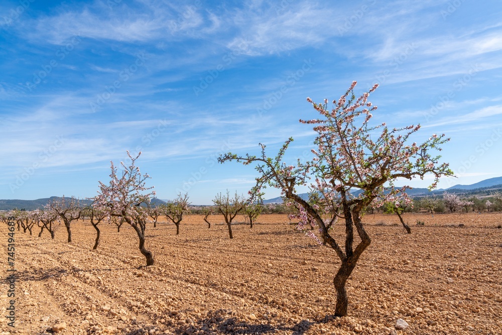 blossoming almond trees in a ochre earth field in the springtime in southern Spain blossoming almond trees in a ochre earth field in the springtime in southern Spain