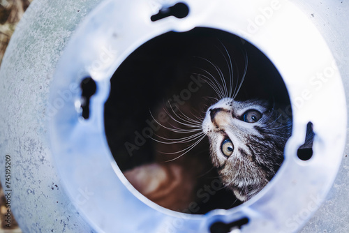 Portrait d'un petit chaton tigré amusant © PicsArt