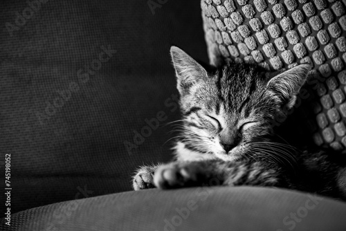 Portrait d'un chaton tigré en train de dormir profondément sur le canapé © PicsArt