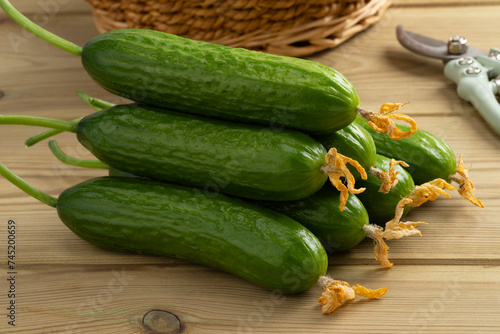 Fresh young homegrown green small cucumbers with flowers on a wooden table close up © Picture Partners