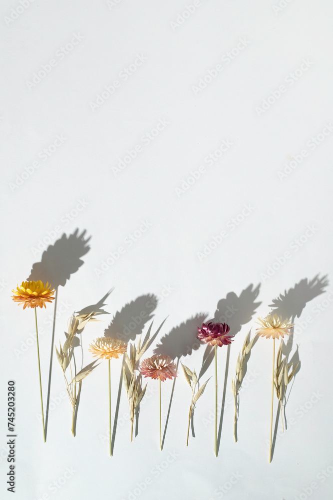 Obraz premium Vertical image of a dry flowers on a white background with copy space. Top view. 