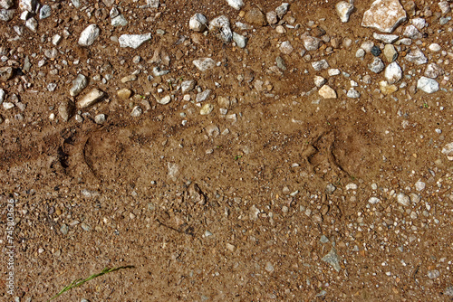 Footseps of a Brown bear.