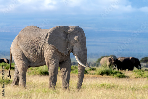 elephant in Amboseli national park
