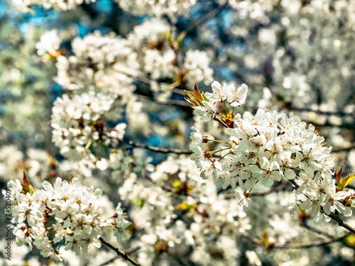Cherry blossom branch in the spring garden