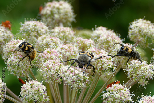 A bee beetles and some other insects on Umbelliferae flowers.