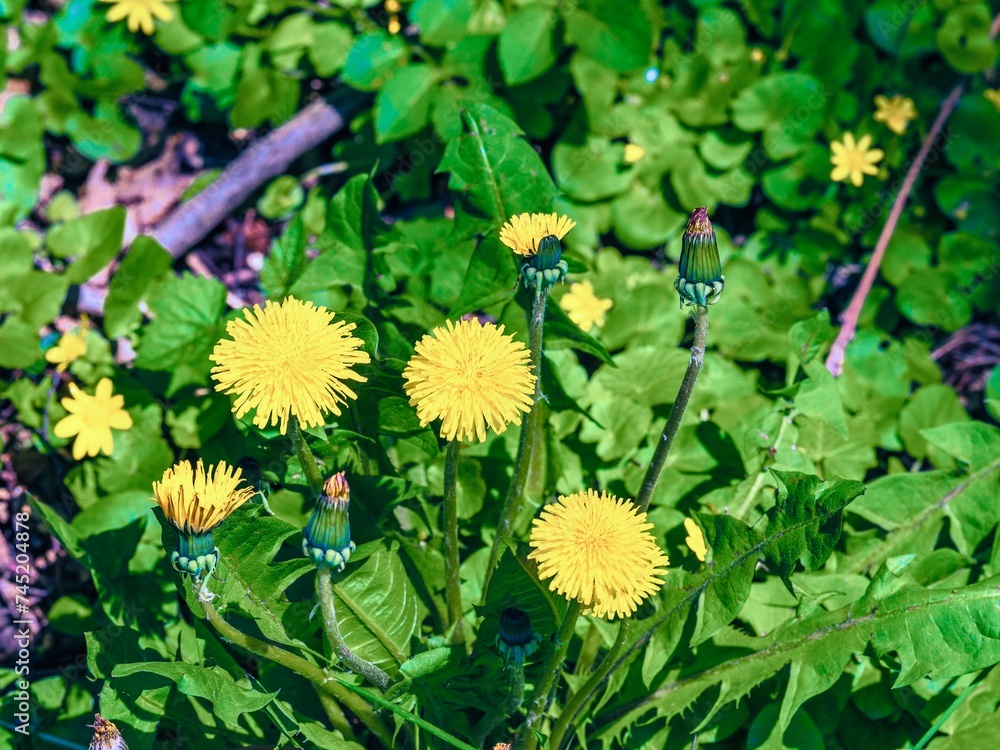 Yellow dandelion flowers in the garden. Selective focus.