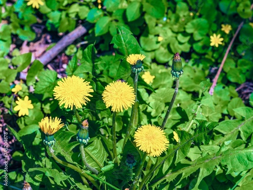Obraz na płótnie Yellow dandelion flowers in the garden. Selective focus. w salonie