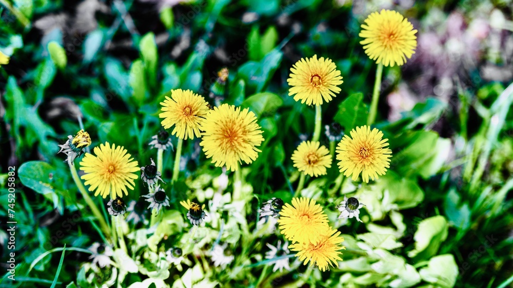 Yellow dandelion flowers in the garden. Selective focus.
