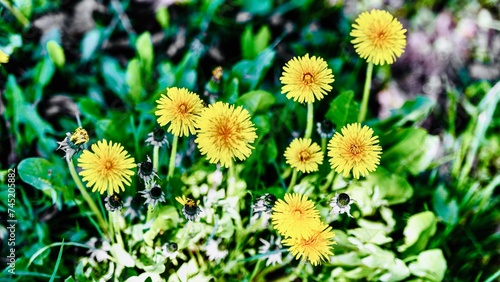 Obraz na płótnie Yellow dandelion flowers in the garden. Selective focus. w salonie