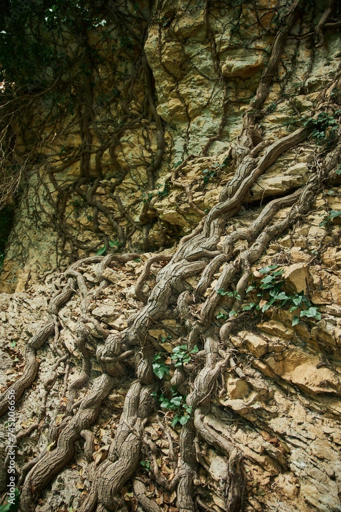 A climbing plant is weaving along the rock. Flora of the Caucasus Mountains A climbing plant is weaving along the rock. Flora of the Caucasus Mountains