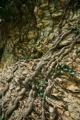 A climbing plant is weaving along the rock. Flora of the Caucasus Mountains