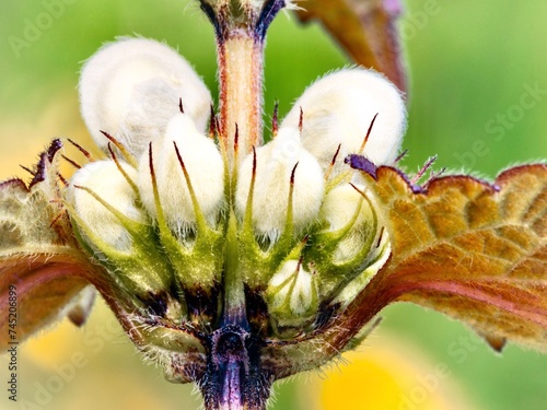 Obraz na płótnie Close up of dead nettle, Poland. (Lamium purpureum) w salonie