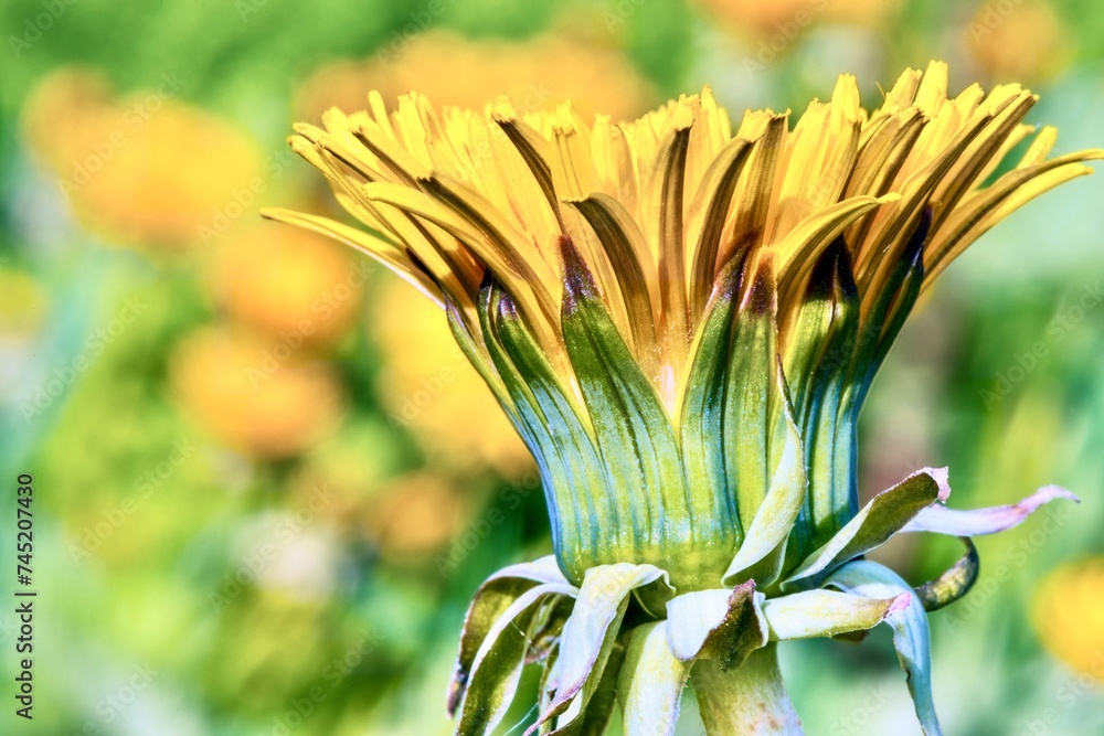Yellow dandelion flowers in the garden. Selective focus.