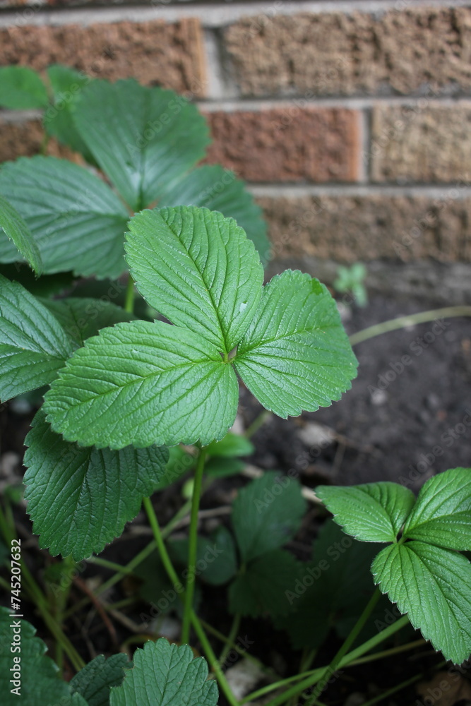 strawberry leaves growing in the summer garden strawberry leaves growing in the summer garden