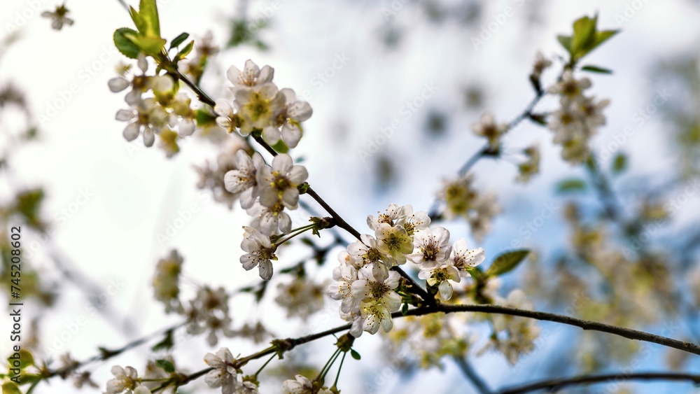 Cherry blossom branch in the spring garden