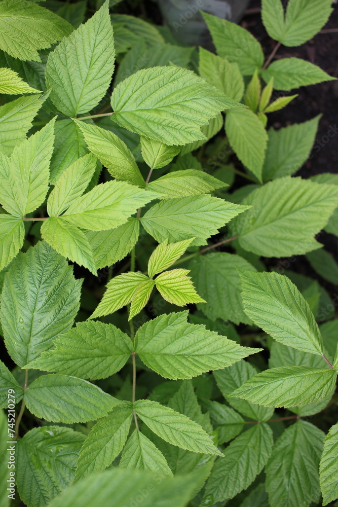 Raspberry plant leaves growing in the garden. Raspberry plant leaves growing in the garden.