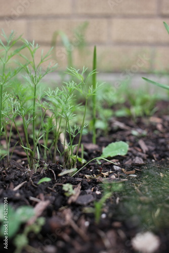 Cute young dill herb plant growing in the backyard garden.
