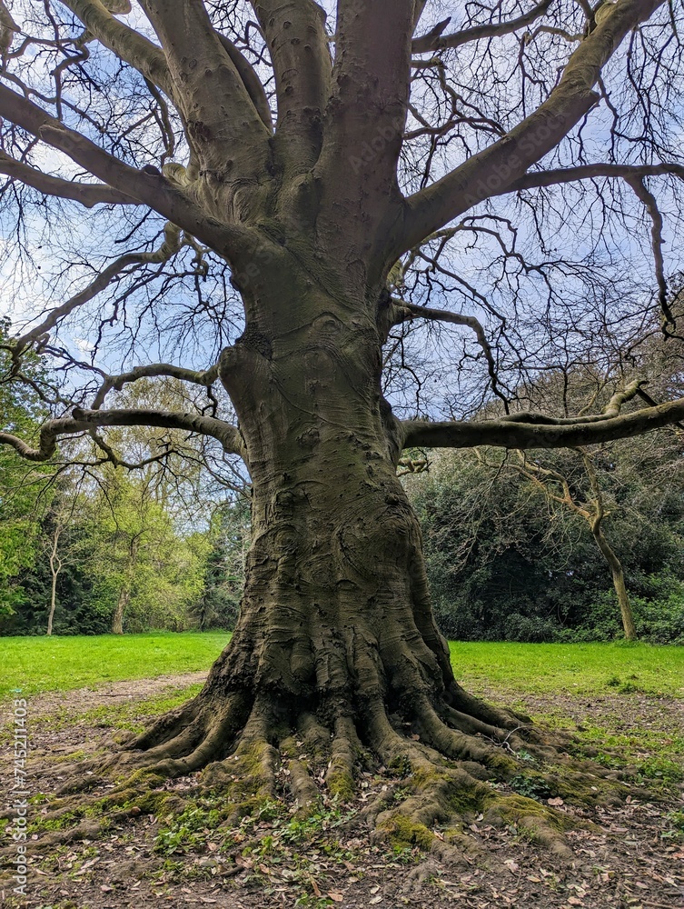 Mighty tree trunk in a forest with bright green grass Dublin park Irish nature Irish spring