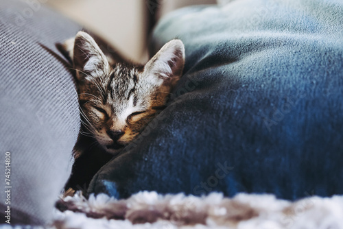 Portrait d'un chaton tigré en train de dormir profondément sur le canapé photo