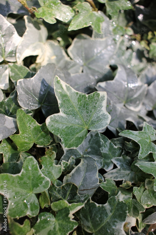 ivy leaves on the ground ivy leaves on the ground