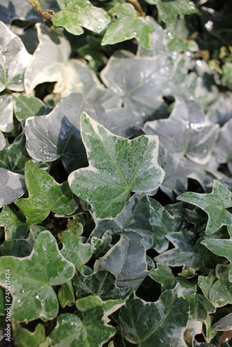 ivy leaves on the ground