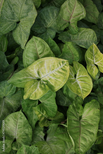 Green tropical plants growing in the jungle.