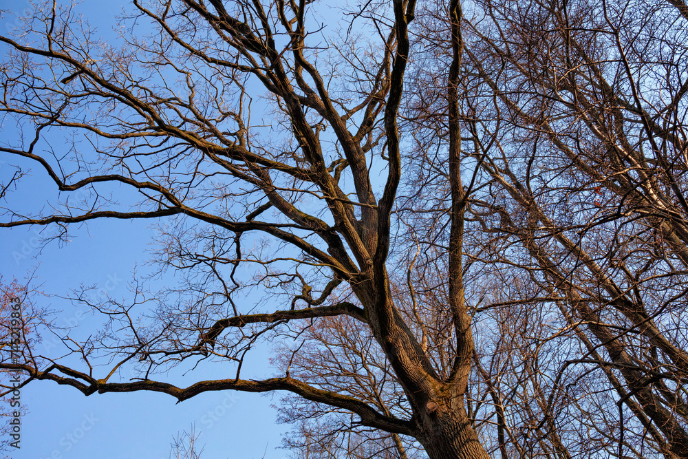 Bare branches of one of the deciduous trees in the park in early spring. Blue sky on the background. Bare branches of one of the deciduous trees in the park in early spring. Blue sky on the background.