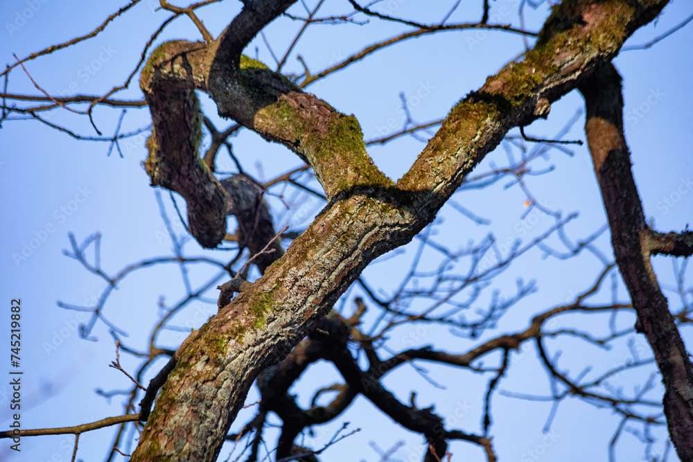 Bare branches of one of the deciduous trees in the park in early spring. Blue sky on the background. Bare branches of one of the deciduous trees in the park in early spring. Blue sky on the background.