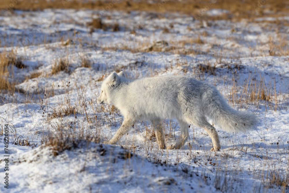 Arctic fox (Vulpes Lagopus) in wilde tundra. Arctic fox on the beach. Arctic fox (Vulpes Lagopus) in wilde tundra. Arctic fox on the beach.