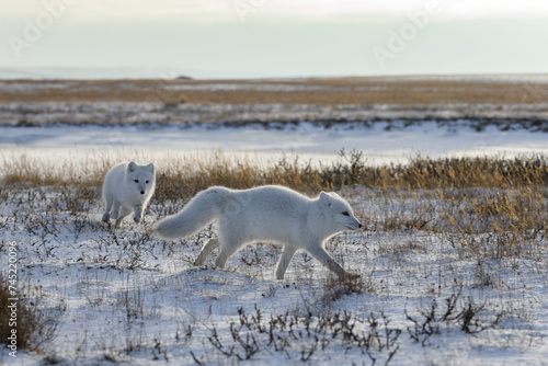 Two arctic foxes  Vulpes Lagopus  in wilde tundra. Arctic fox on the beach.