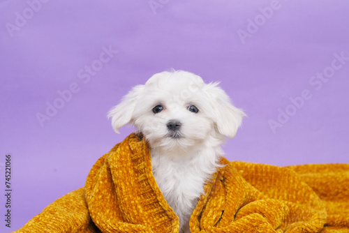 Cute small white puppies of the Maltez breed plays, rests and licks his lips on the plaid. Pets and lifestyle concept. photo