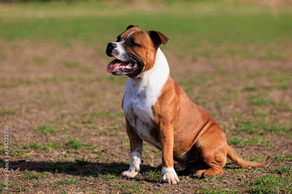 Staffordshire bull terrier young red
