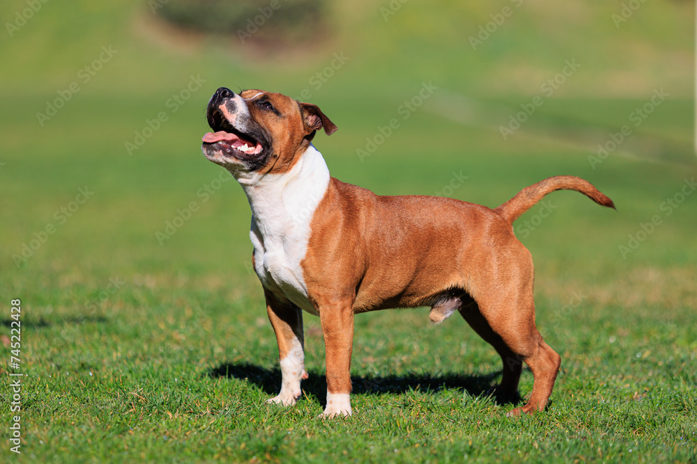 Staffordshire bull terrier young red Staffordshire bull terrier young red