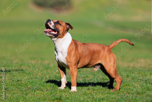 Staffordshire bull terrier young red