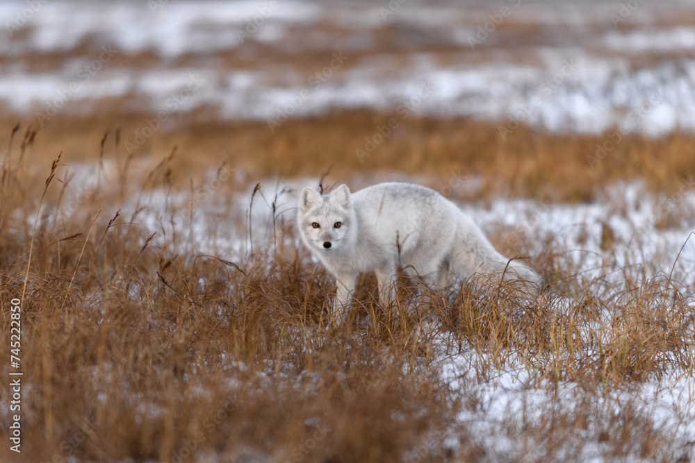 Arctic fox (Vulpes Lagopus) in winter time in Siberian tundra Arctic fox (Vulpes Lagopus) in winter time in Siberian tundra