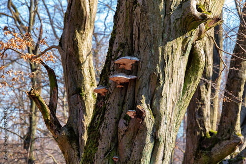 Wood fungi on the tree trunks in the forest in early spring.