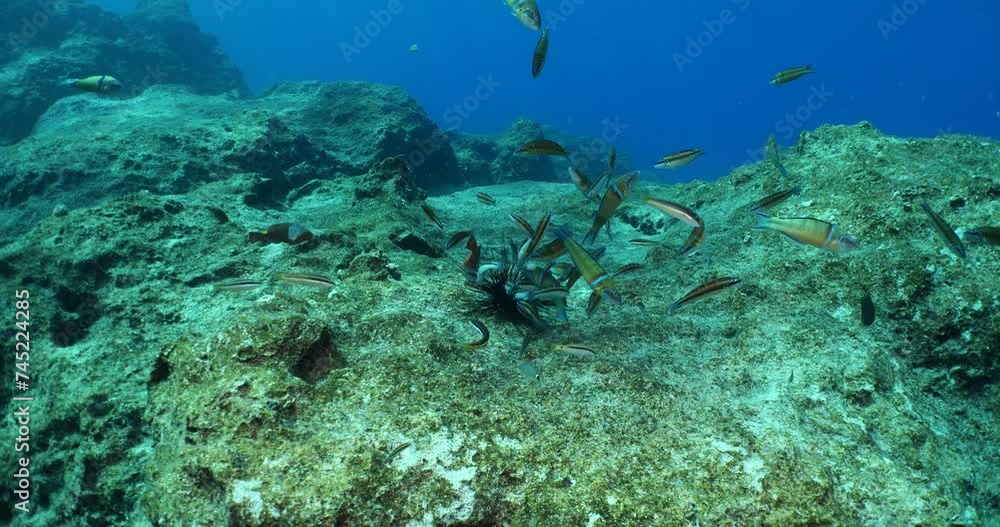 thalassoma pavo, ornate wrasse and other fish eating sea urchin underwater behaviour thalassoma pavo, ornate wrasse and other fish eating sea urchin underwater behaviour