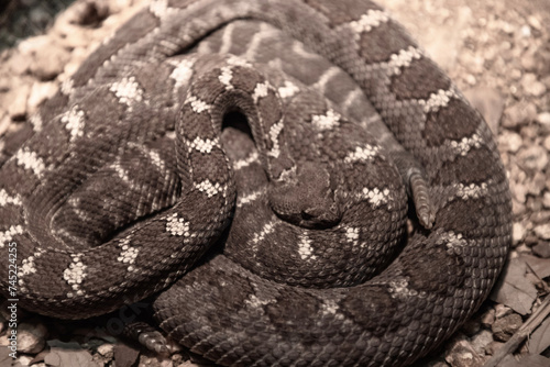 close up of a black rattlesnake